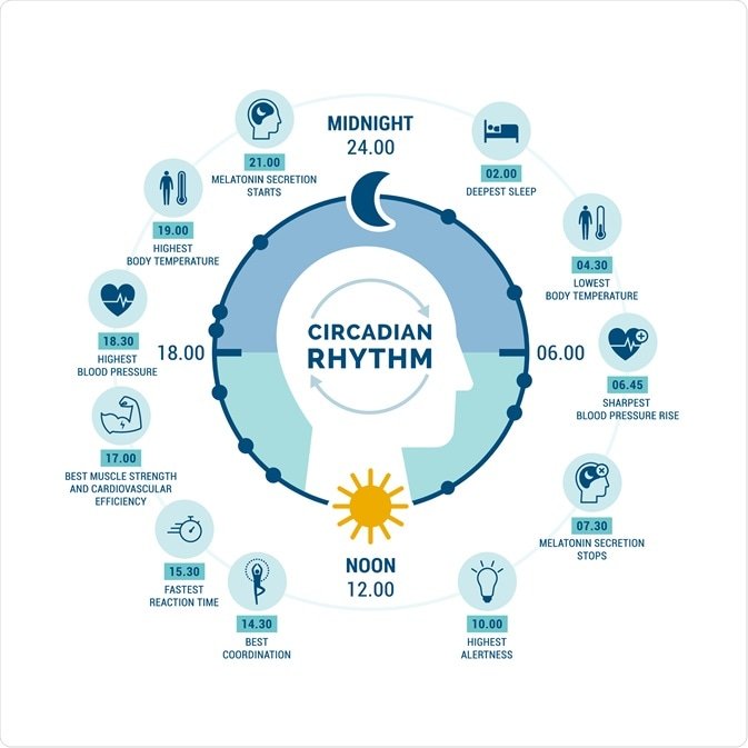 Circadian rhythm and metabolism cycle