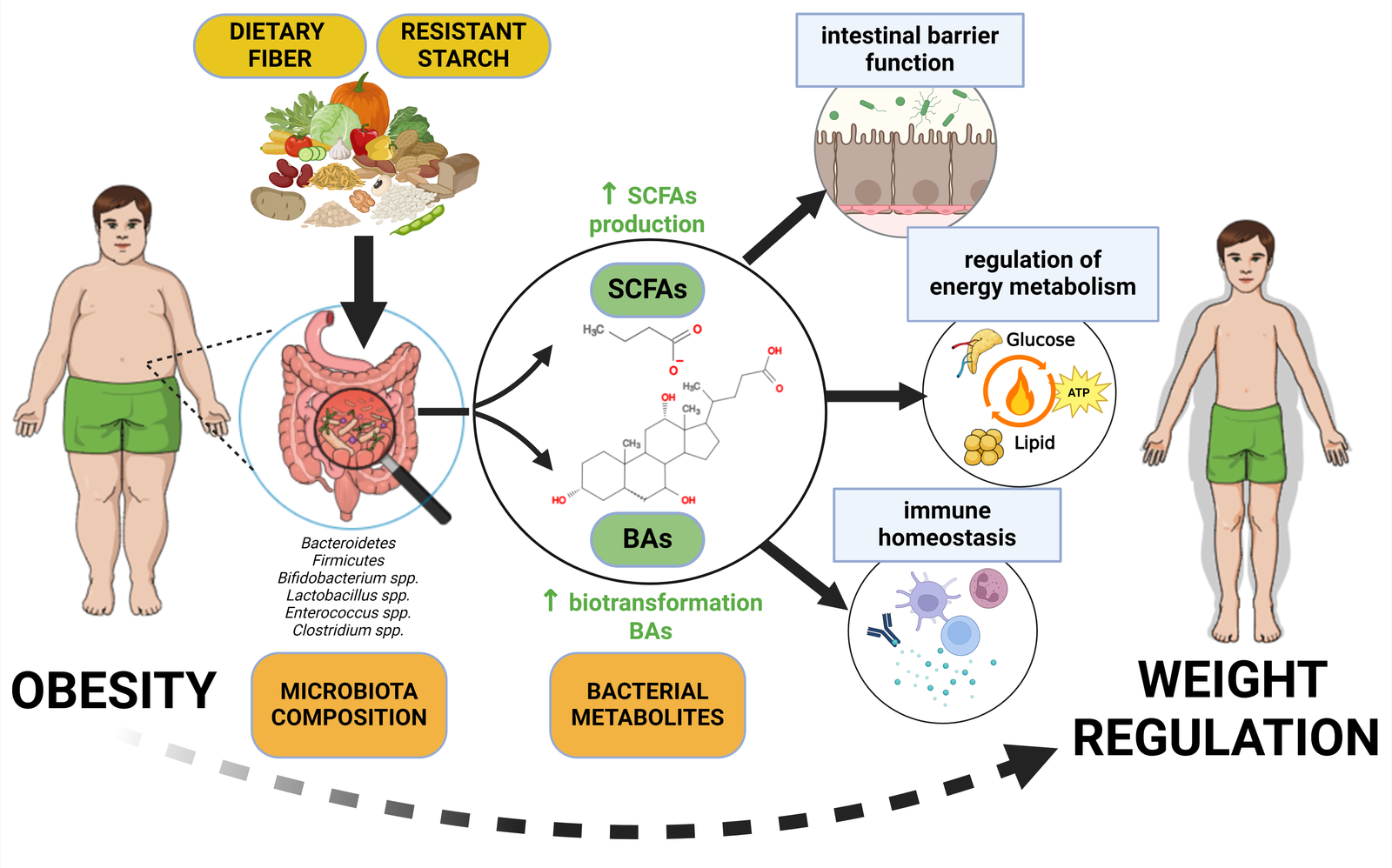 Gut microbiome relationships and health impacts