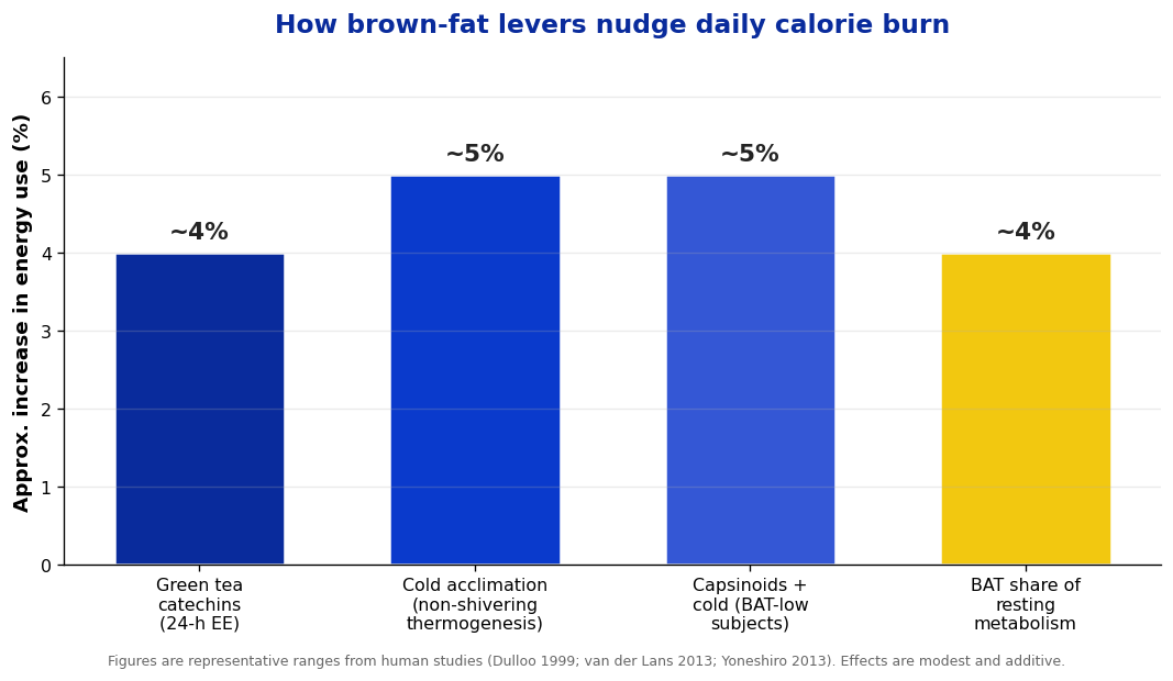 Chart: how brown-fat levers nudge daily calorie burn — green tea, cold acclimation, capsinoids