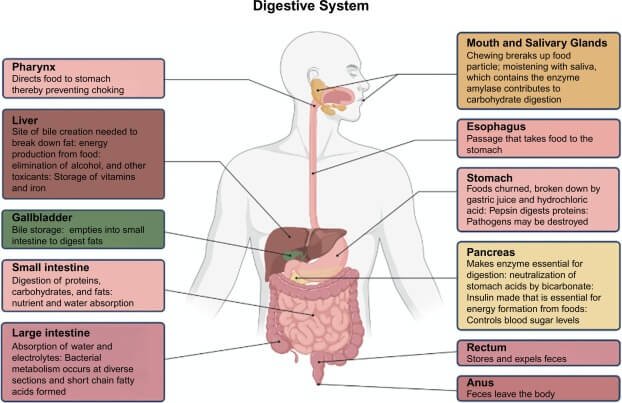 Illustration showing how muscle loss affects metabolism in women over 50
