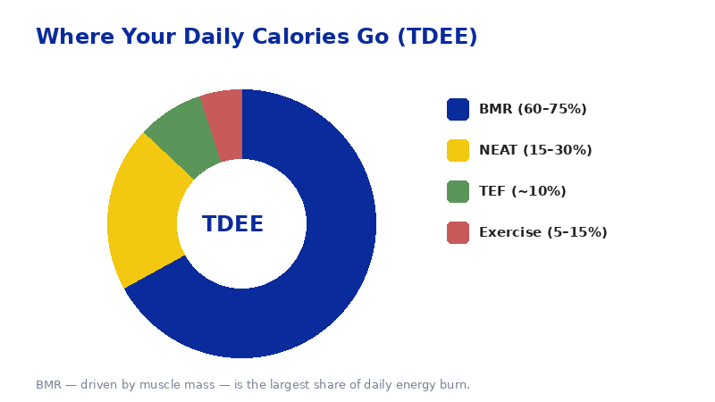 Breakdown of total daily energy expenditure into BMR, thermic effect of food, NEAT and exercise